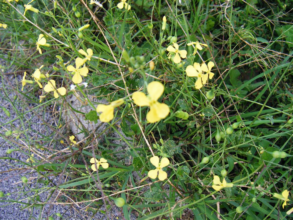 Fiorellini gialli a croce - Raphanus raphanistrum