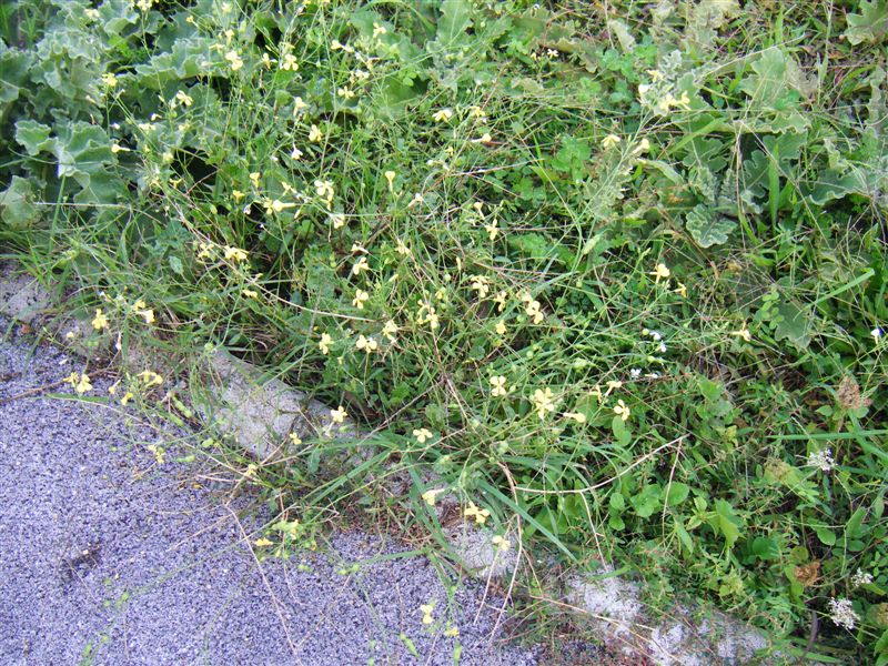 Fiorellini gialli a croce - Raphanus raphanistrum