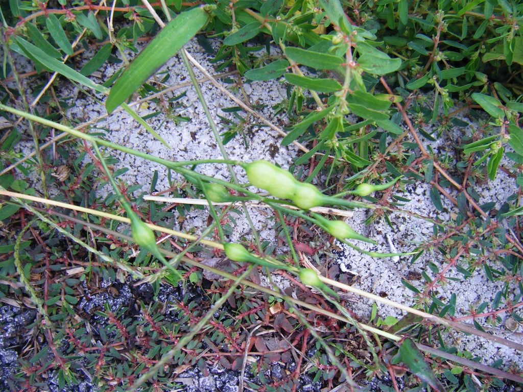 Fiorellini gialli a croce - Raphanus raphanistrum