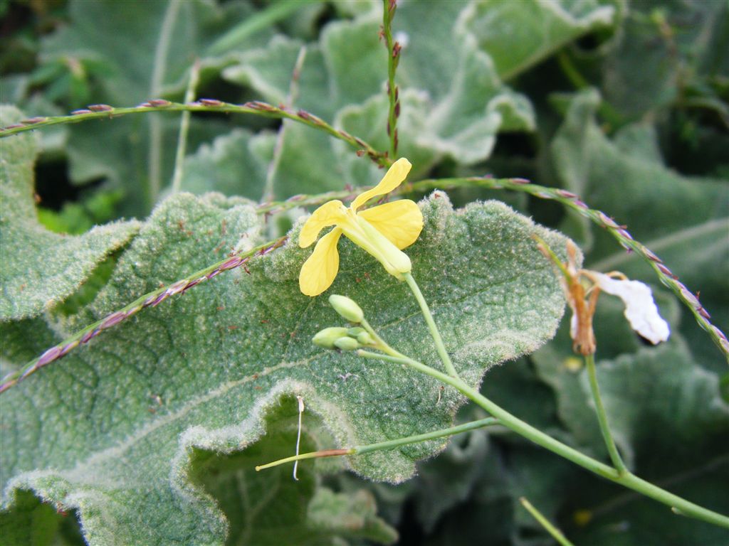 Fiorellini gialli a croce - Raphanus raphanistrum