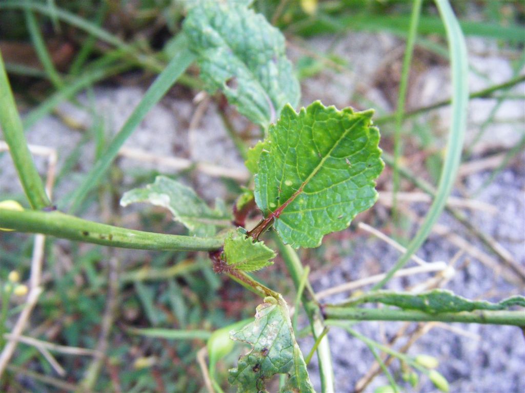 Fiorellini gialli a croce - Raphanus raphanistrum