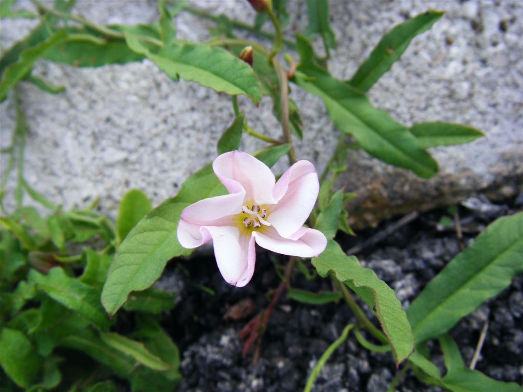 Convolvulus arvensis