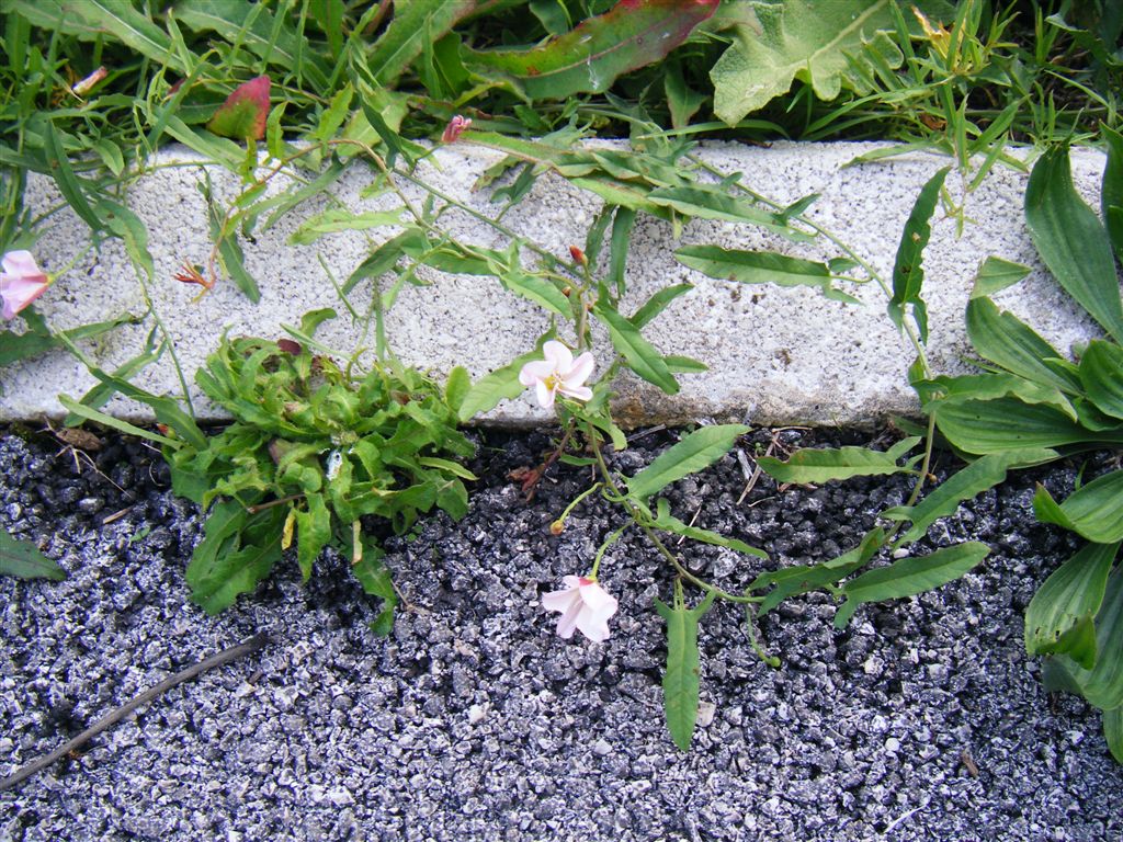 Convolvulus arvensis