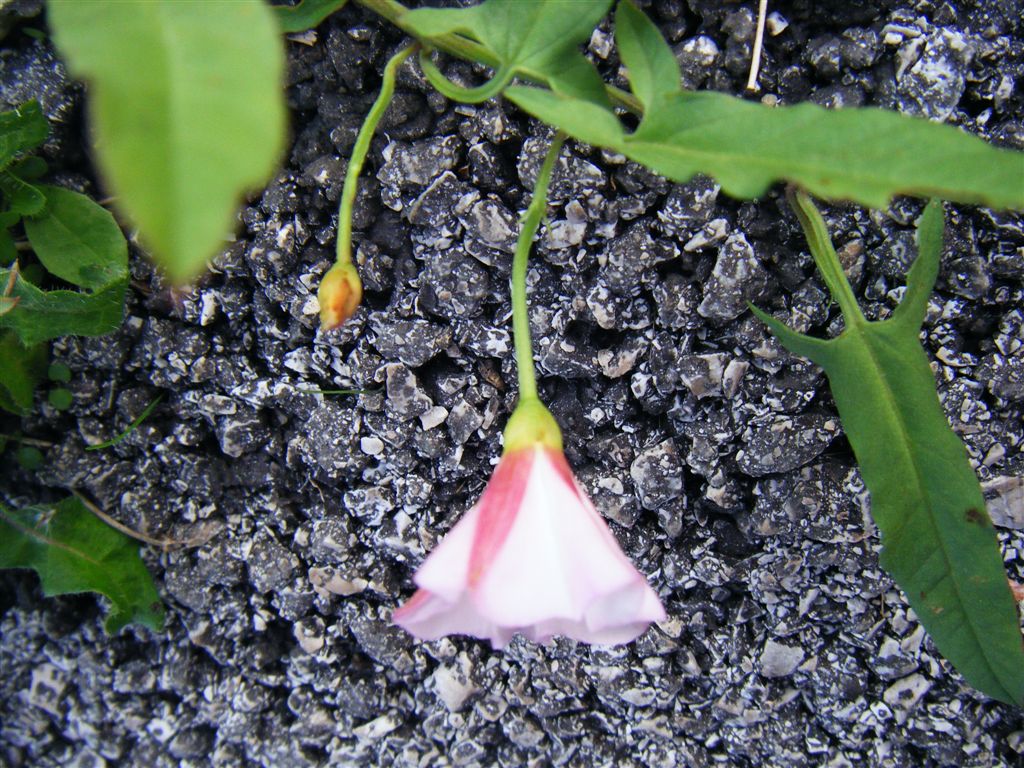 Convolvulus arvensis