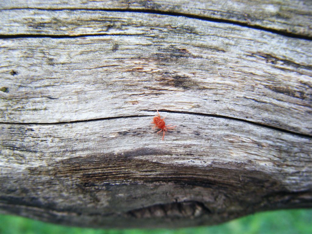Acari rossi: Allothrombium sp.
