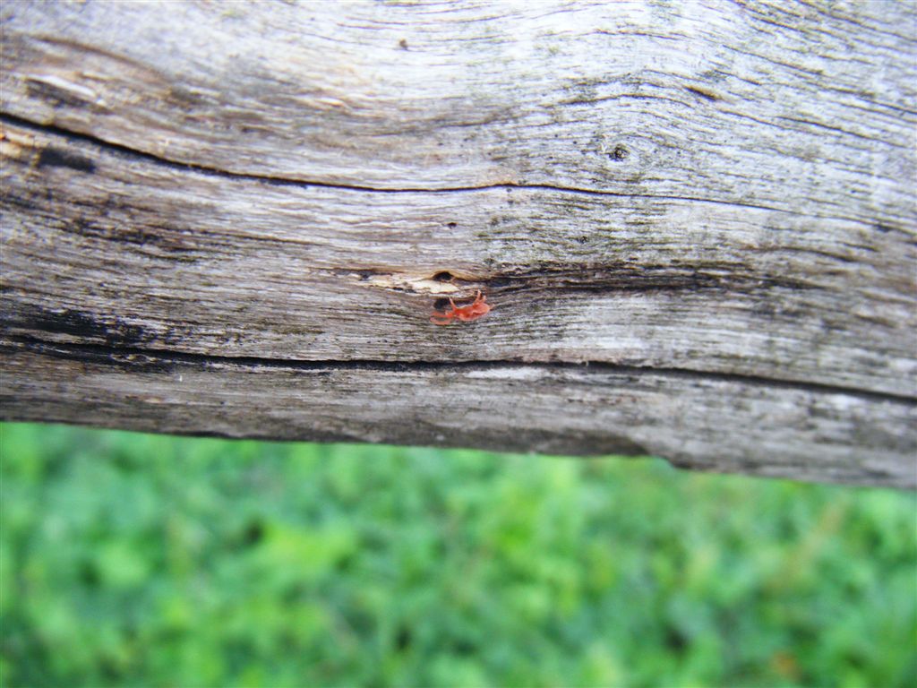 Acari rossi: Allothrombium sp.