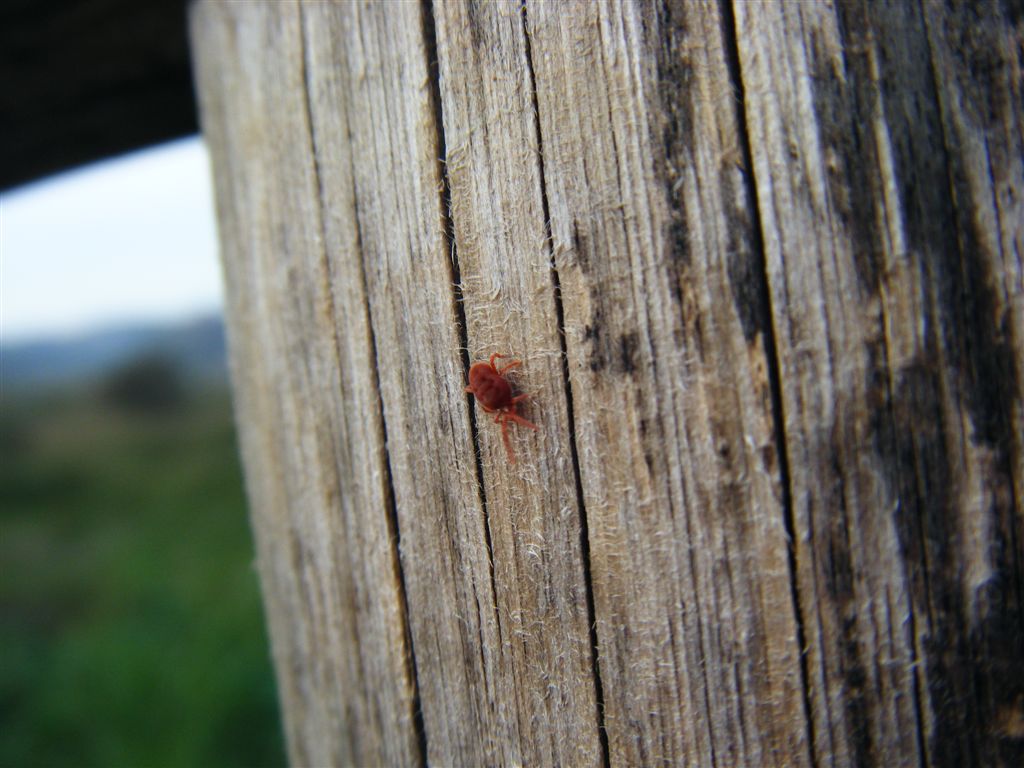 Acari rossi: Allothrombium sp.