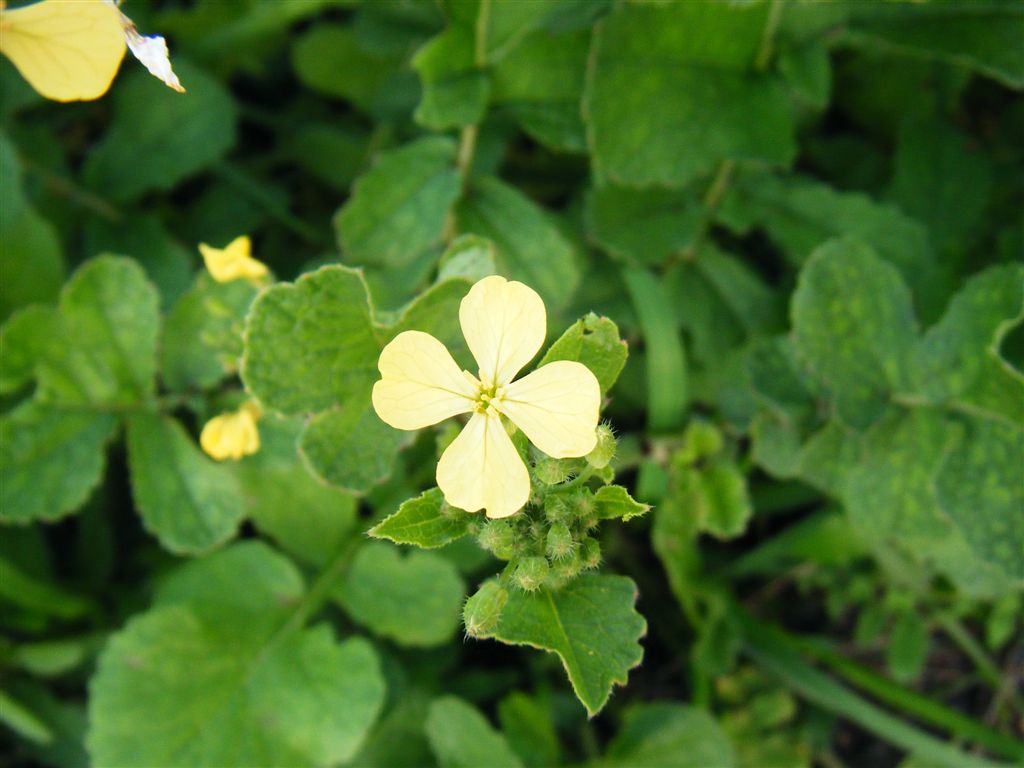 Fiorellini gialli a croce - Raphanus raphanistrum