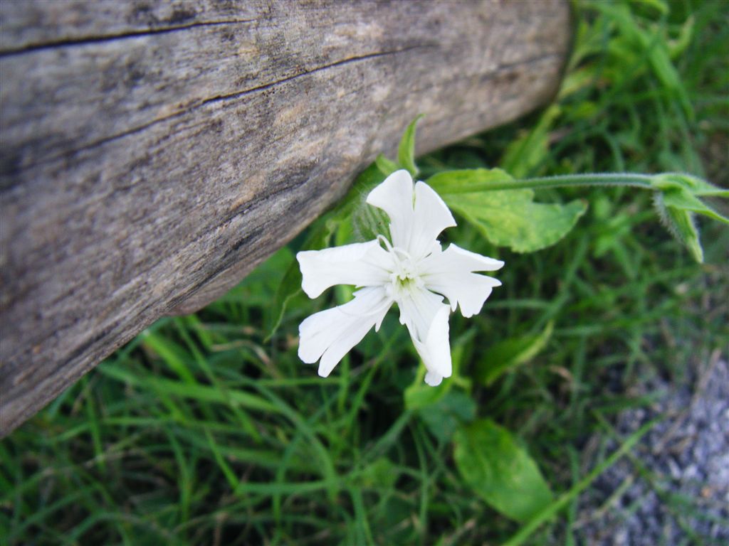 Silene latifolia