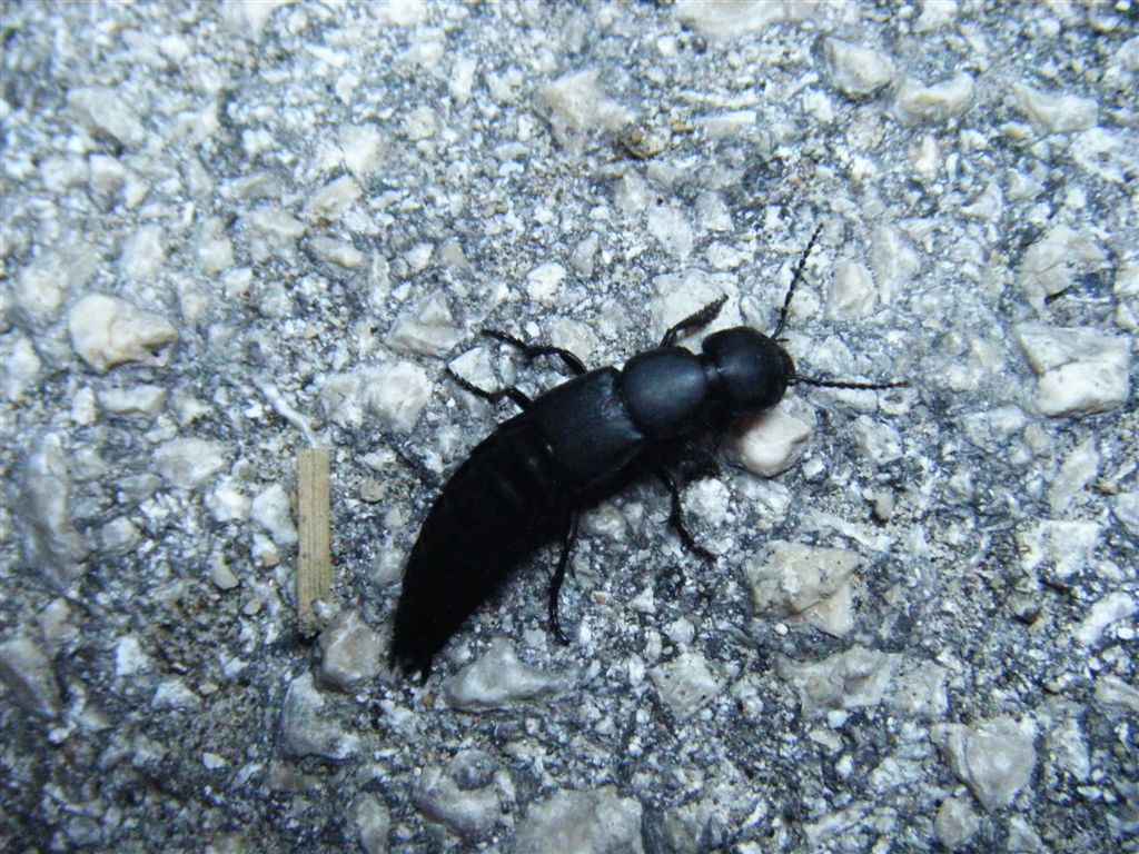 Ocypus olens