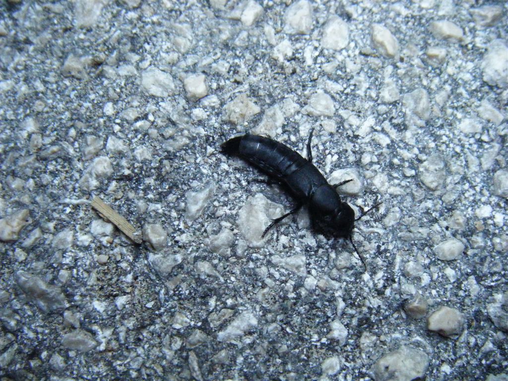 Ocypus olens