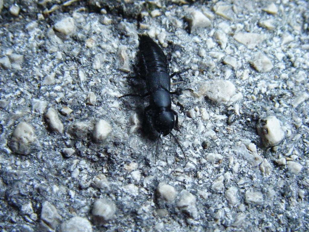 Ocypus olens