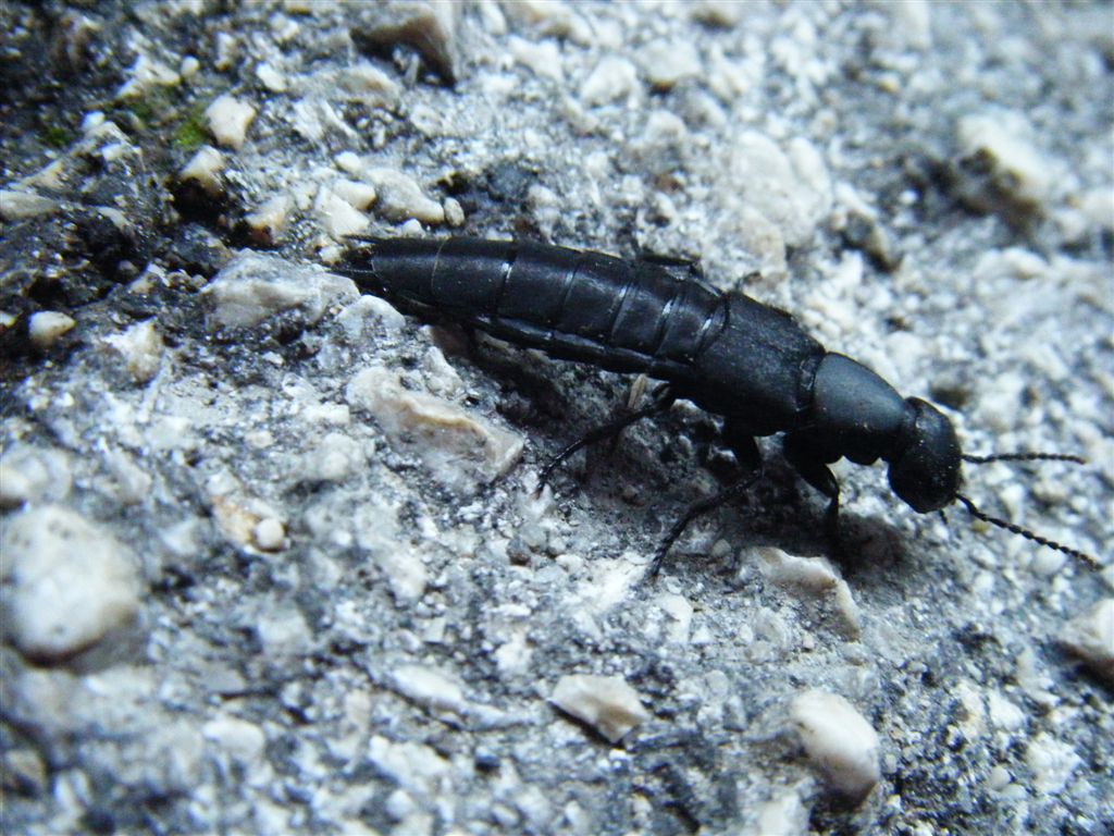 Ocypus olens