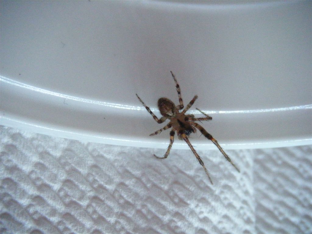 Zygiella sp.