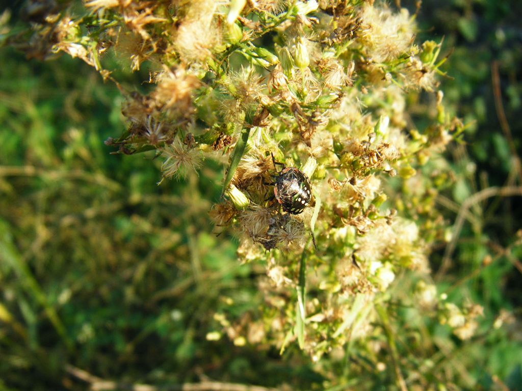 Tutte Nezara viridula?? S