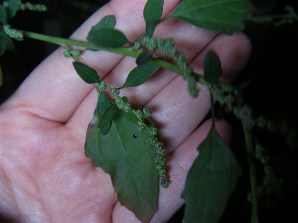 Pianta con fusto a strisce - Chenopodium cfr. album