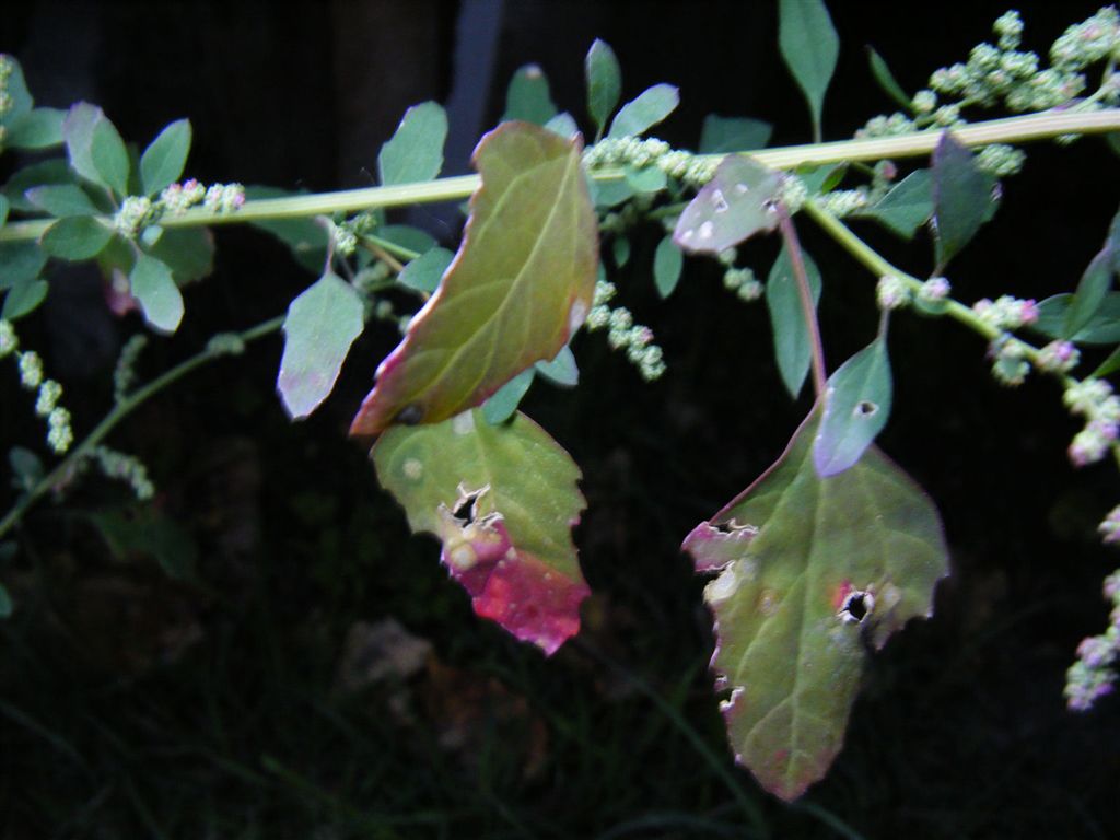 Pianta con fusto a strisce - Chenopodium cfr. album