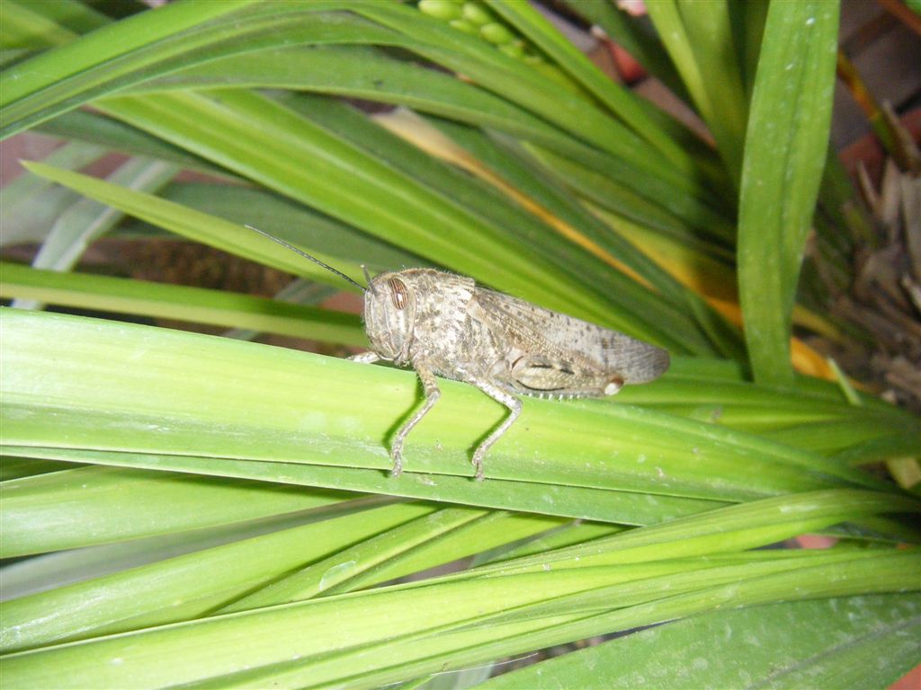 Anacridium aegyptium?? S