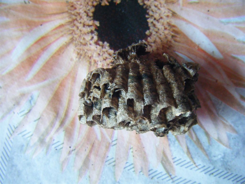 Nido crollato di Polistes