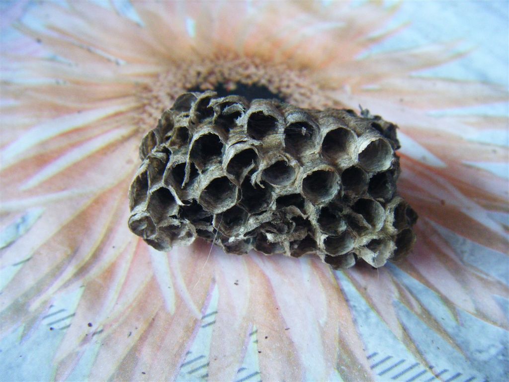 Nido crollato di Polistes