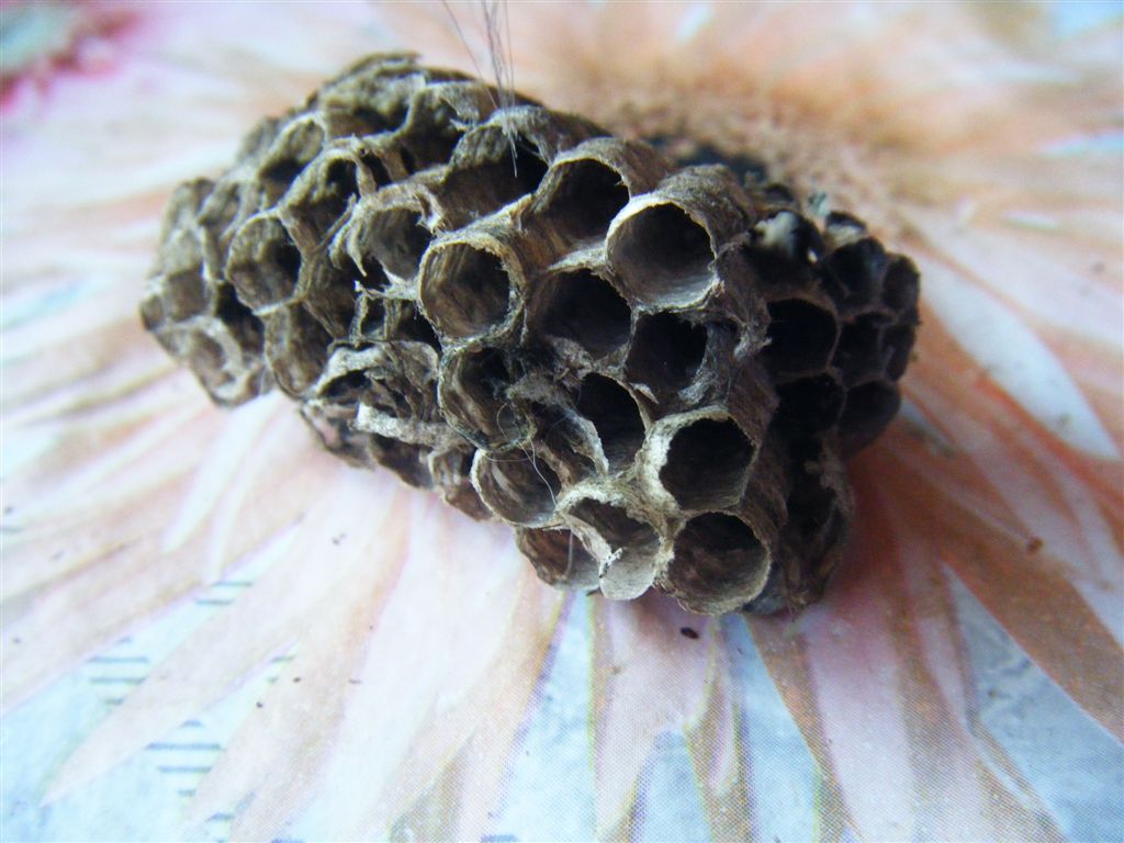Nido crollato di Polistes