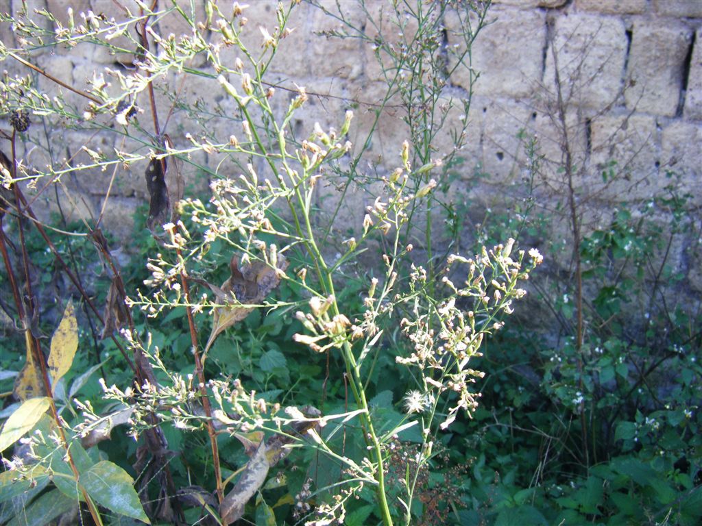 Symphyotrichum squamatum