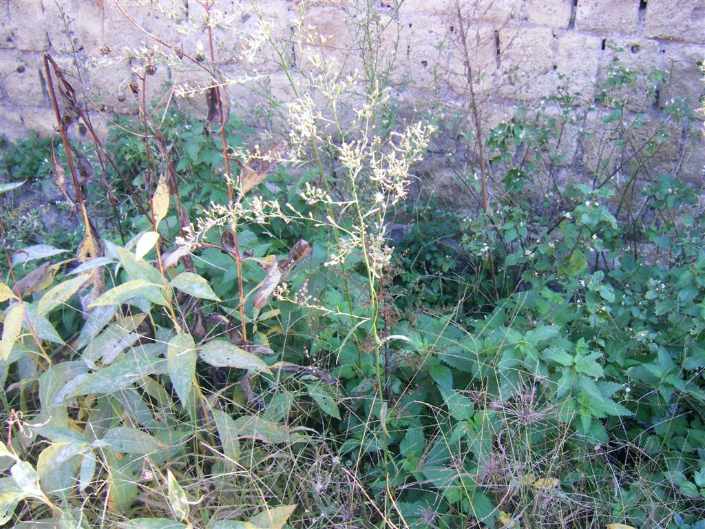 Symphyotrichum squamatum