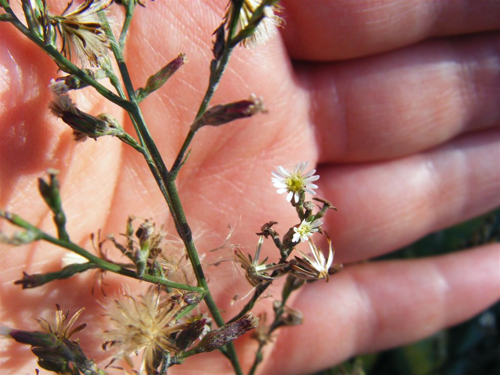 Symphyotrichum squamatum