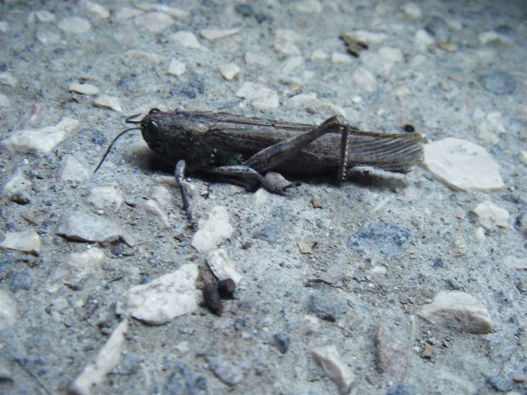 Anacridium aegyptium?? S