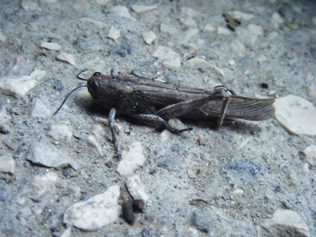 Anacridium aegyptium?? S