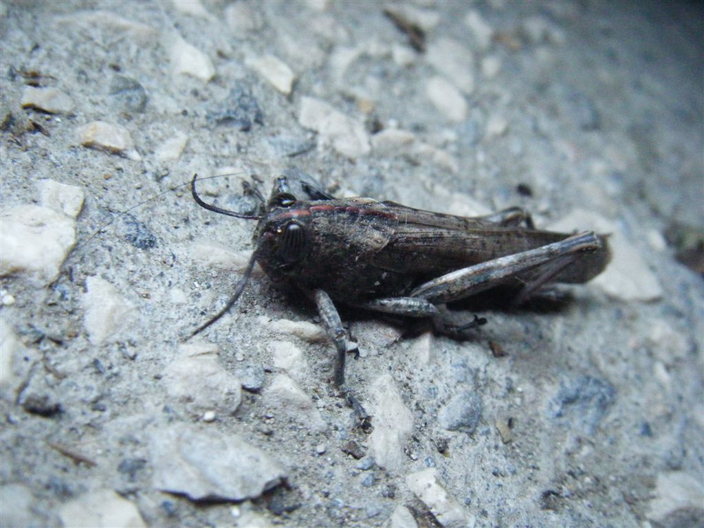 Anacridium aegyptium?? S
