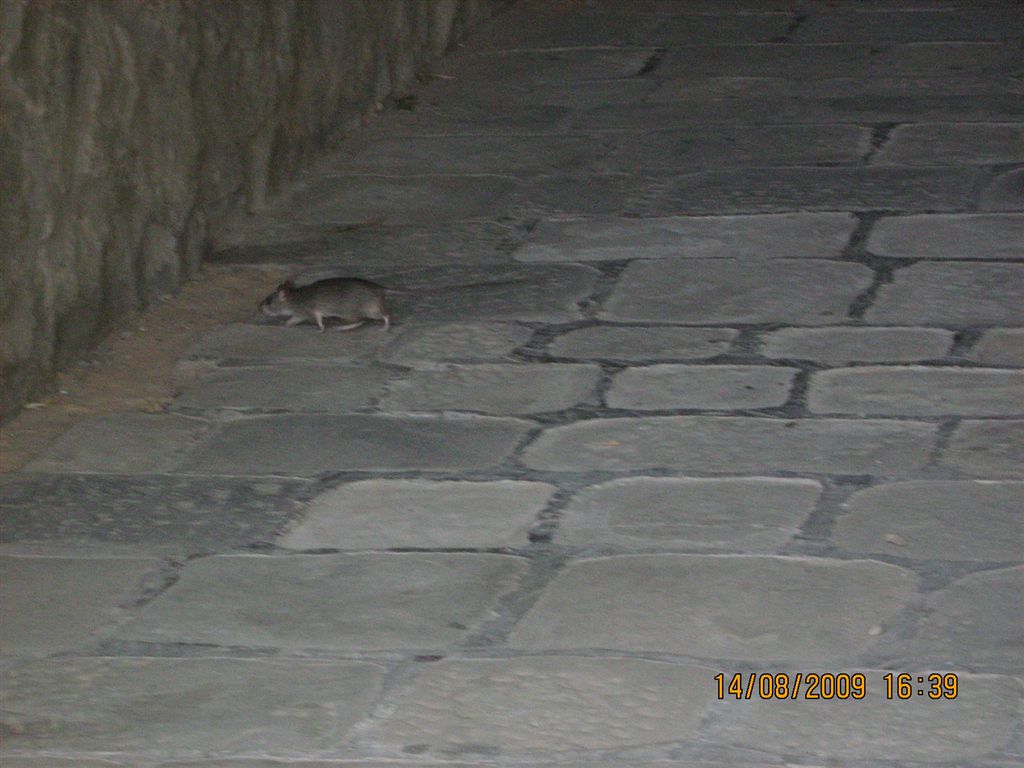 Rattus cfr. rattus