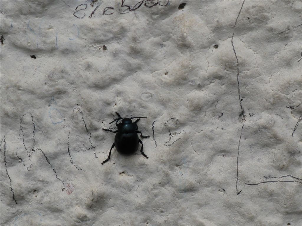 Timarcha nicaeensis