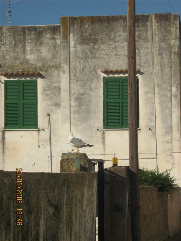 DISCUTIAMO DI......GABBIANI!