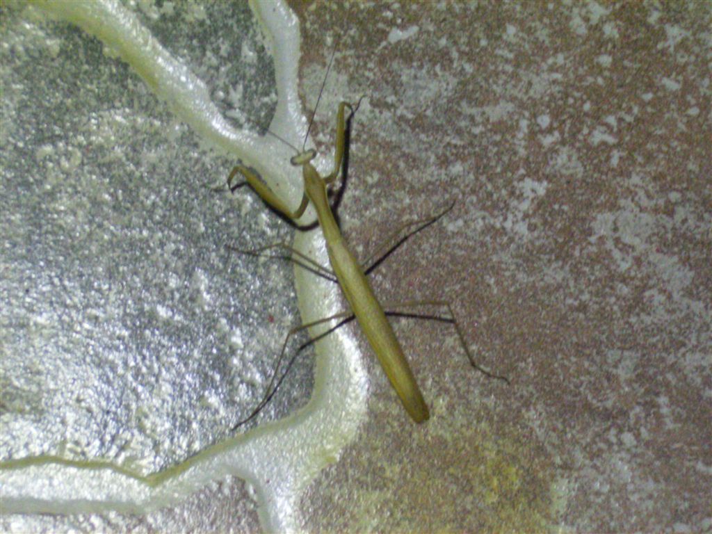 Mantide verde: maschio di Mantis religiosa