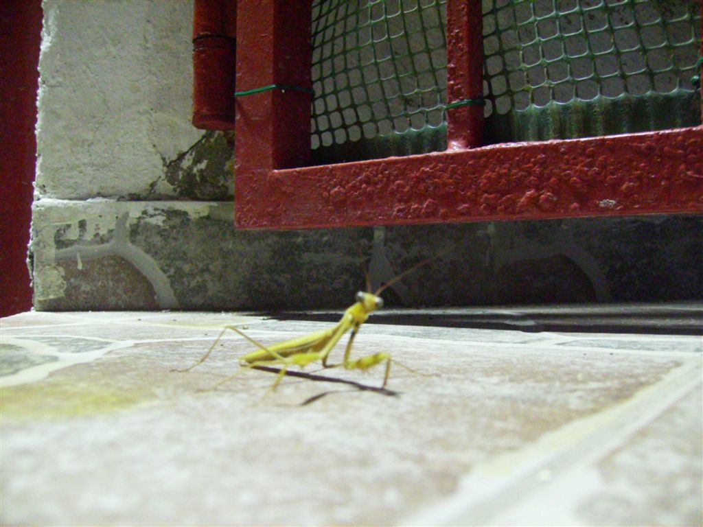 Mantide verde: maschio di Mantis religiosa