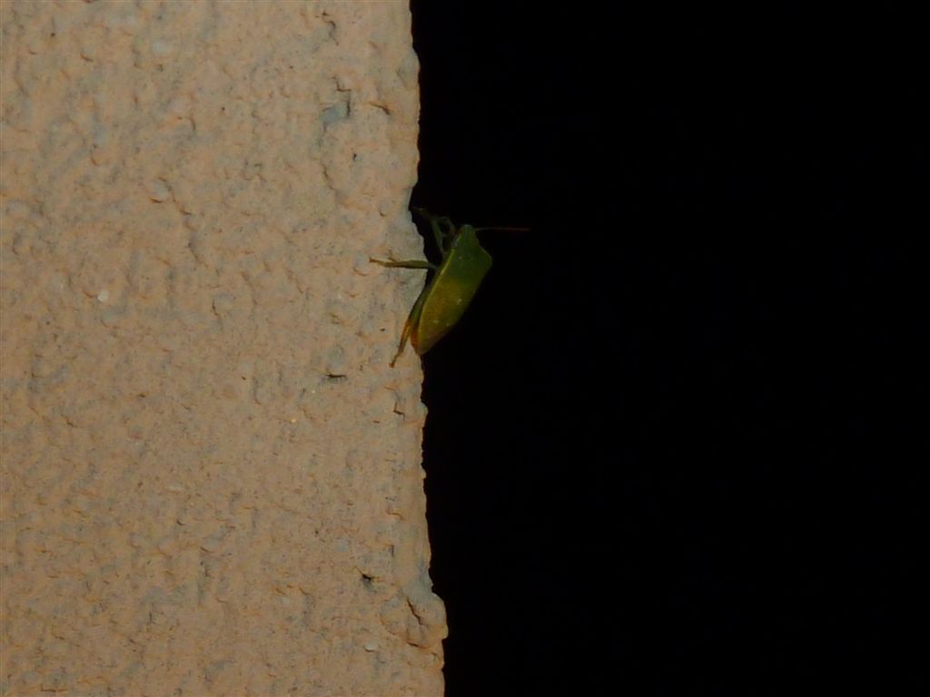 Nezara viridula?? S