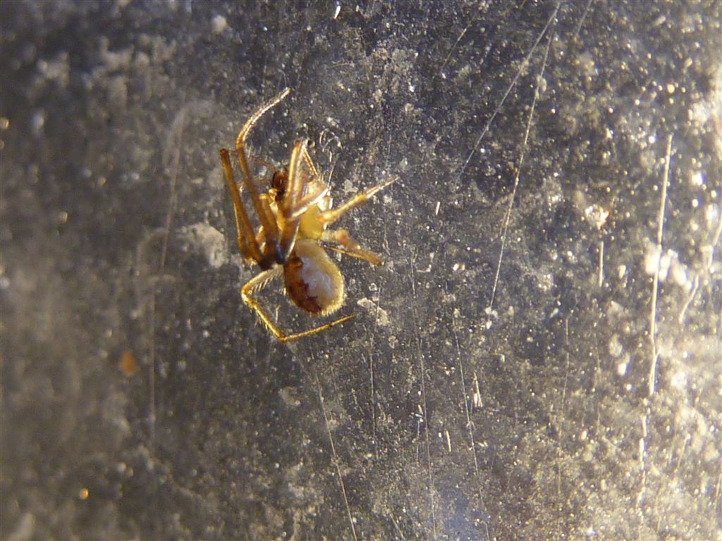Theridiidae (maschio di Kochiura sp.?)