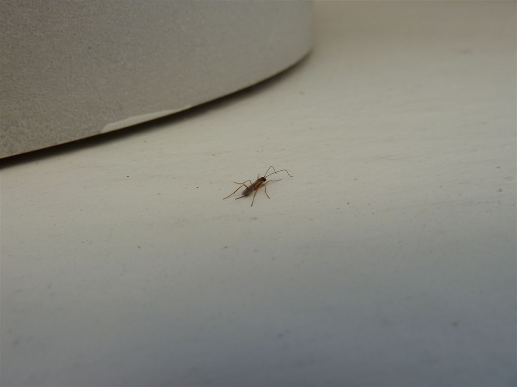 Ichneumonidae?