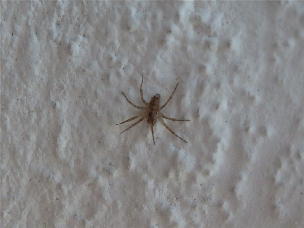 Ragnetti trasparenti (Oecobius sp.)
