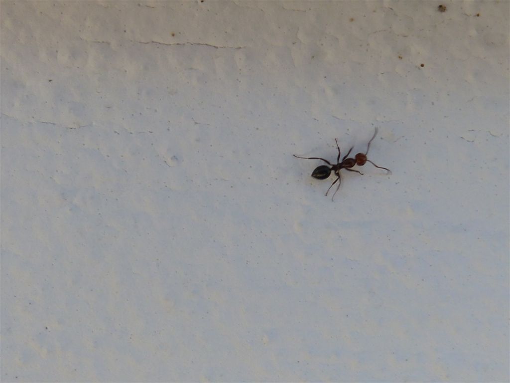 Camponotus lateralis