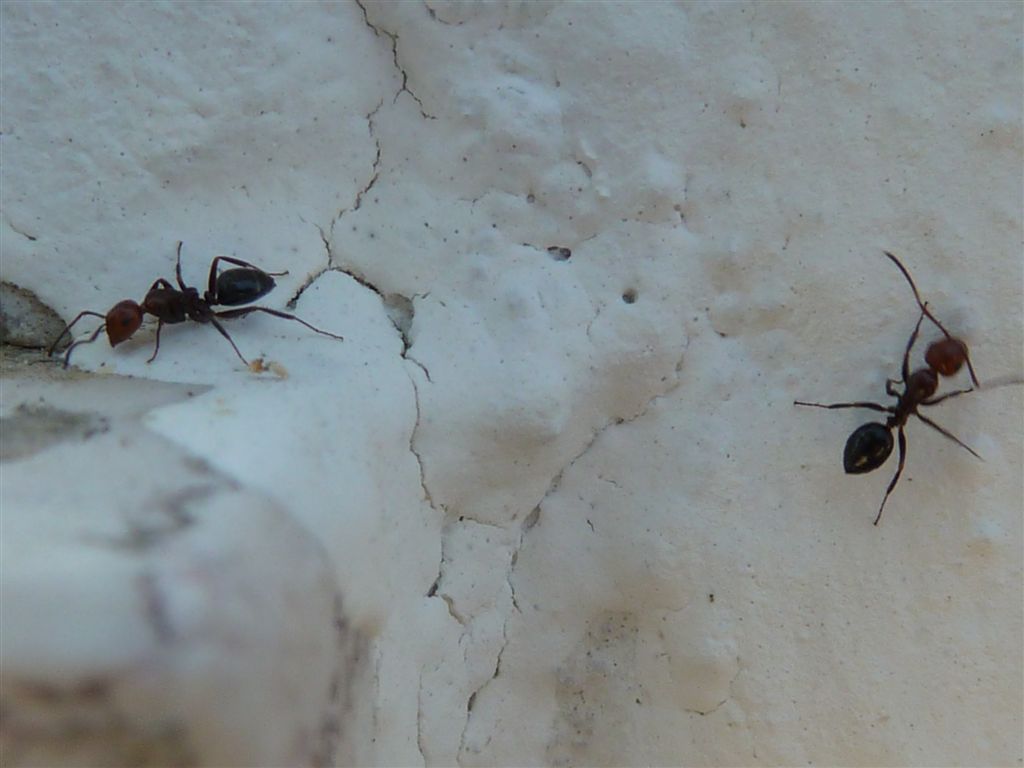 Camponotus lateralis