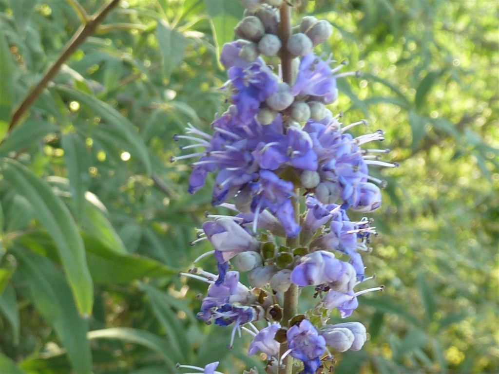 Vitex agnus-castus