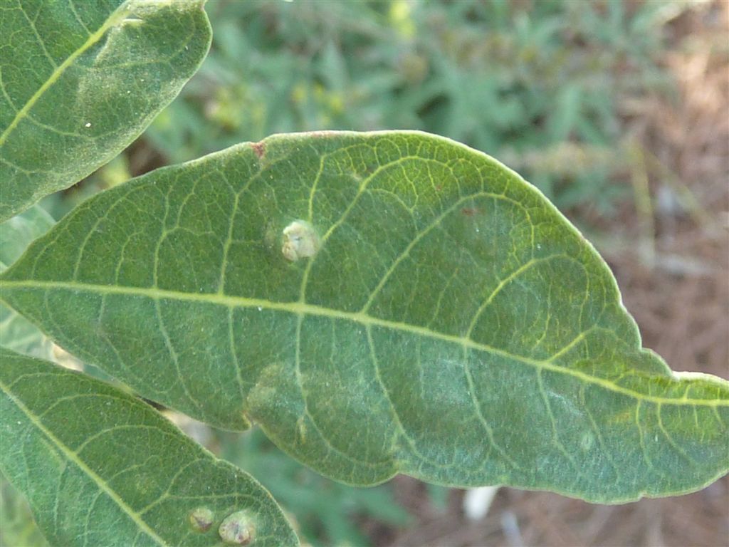 Vitex agnus-castus
