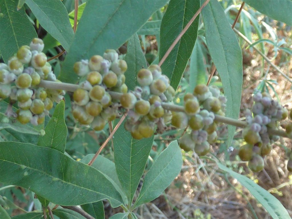 Vitex agnus-castus