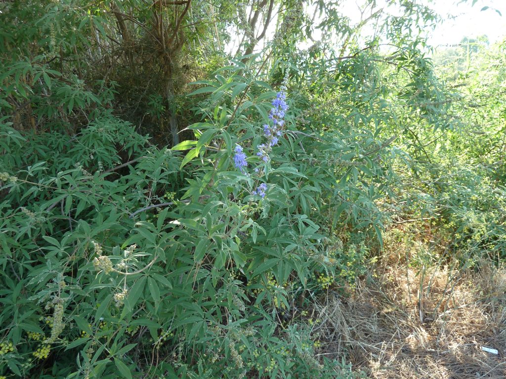 Vitex agnus-castus
