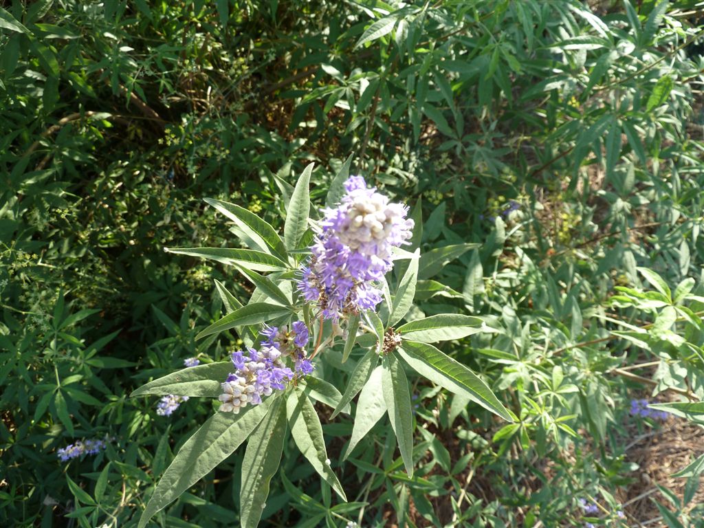 Vitex agnus-castus
