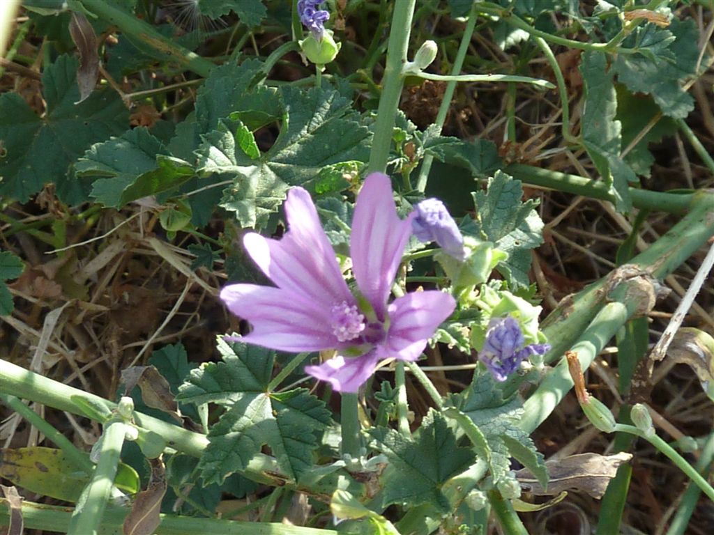 Malva sylvestris