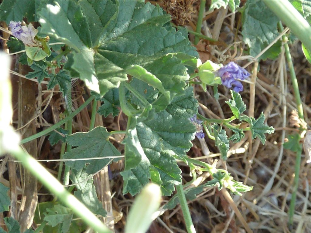 Malva sylvestris