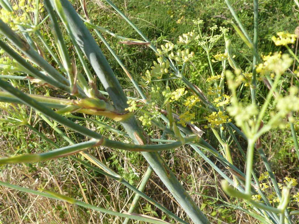 Foeniculum vulgare / Finocchio comune